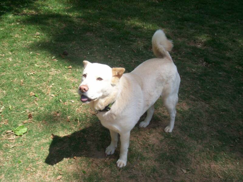 beagle lab mix. of Labrador Retriever Jack