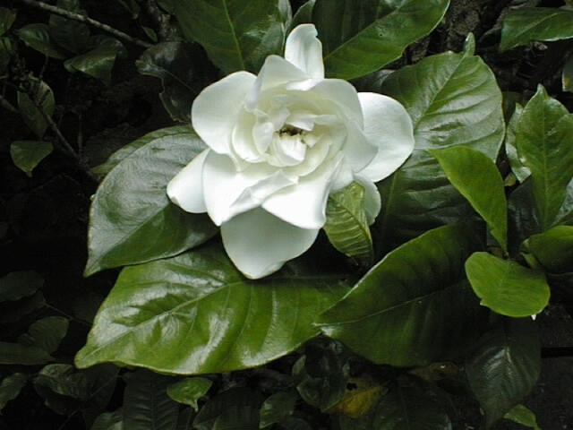 gardenia2